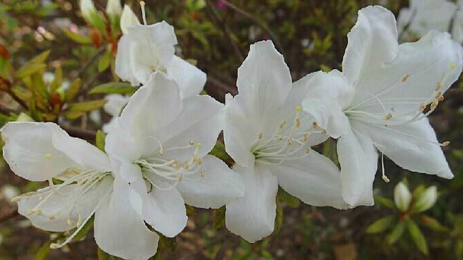 白杜鹃花 求真百科