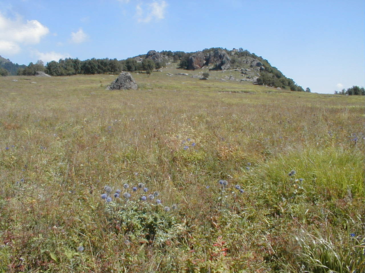 山地草甸土地理