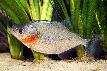 桑切氏锯脂鲤动物辐鳍鱼类