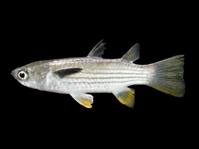 黄鲻鱼体延长,前部近圆筒形,后部侧扁,一般体长20