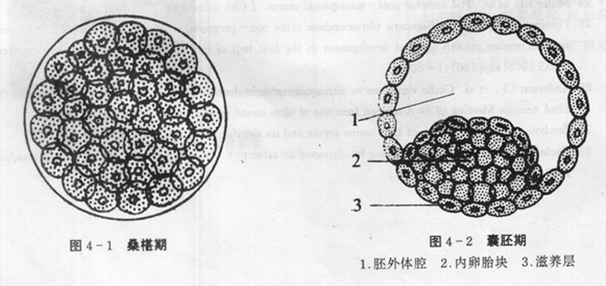 卵黄细胞_360百科