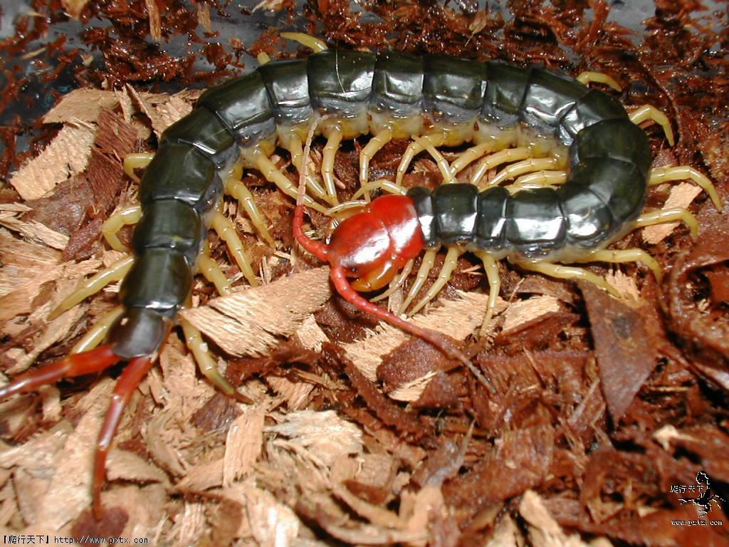 秘鲁巨型蜈蚣的图片（有毒！凶猛的大型蜈蚣-亚马逊巨人蜈蚣） | 说明书网