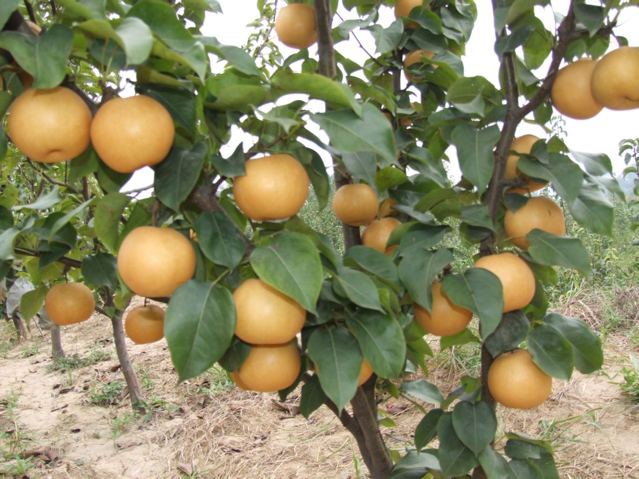 中国十大名梨有哪些（目前全国最有名的梨品种及产地）-植物说