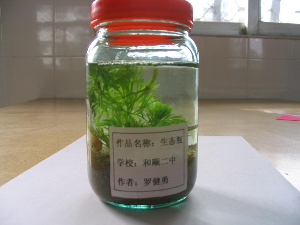 水培植物瓶、生态瓶-苔藓微景观 创意礼品摆件 绿植 生态瓶套装 有氧植物 迷你小...