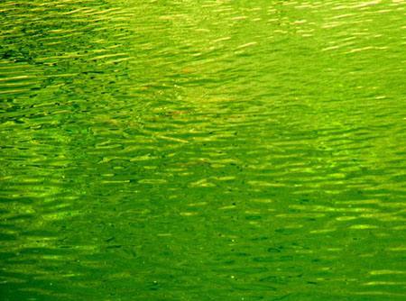 绿藻素公司石材