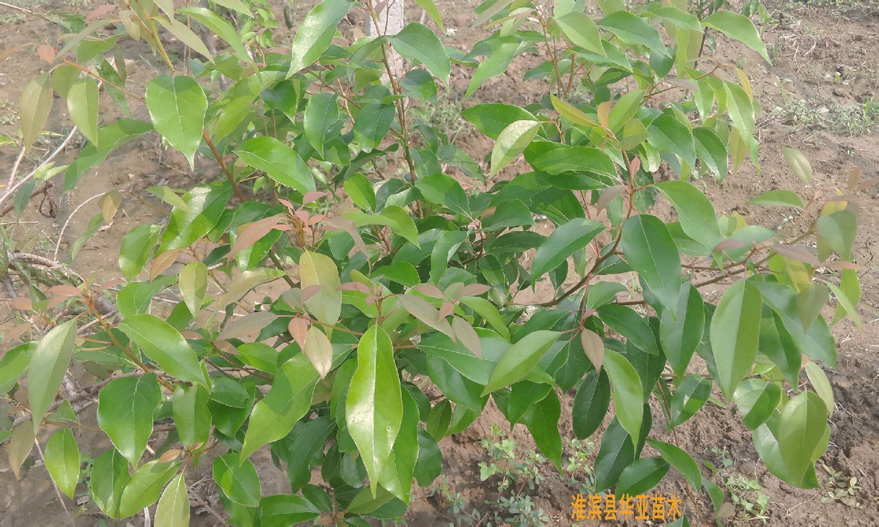 龙脑樟树_360百科