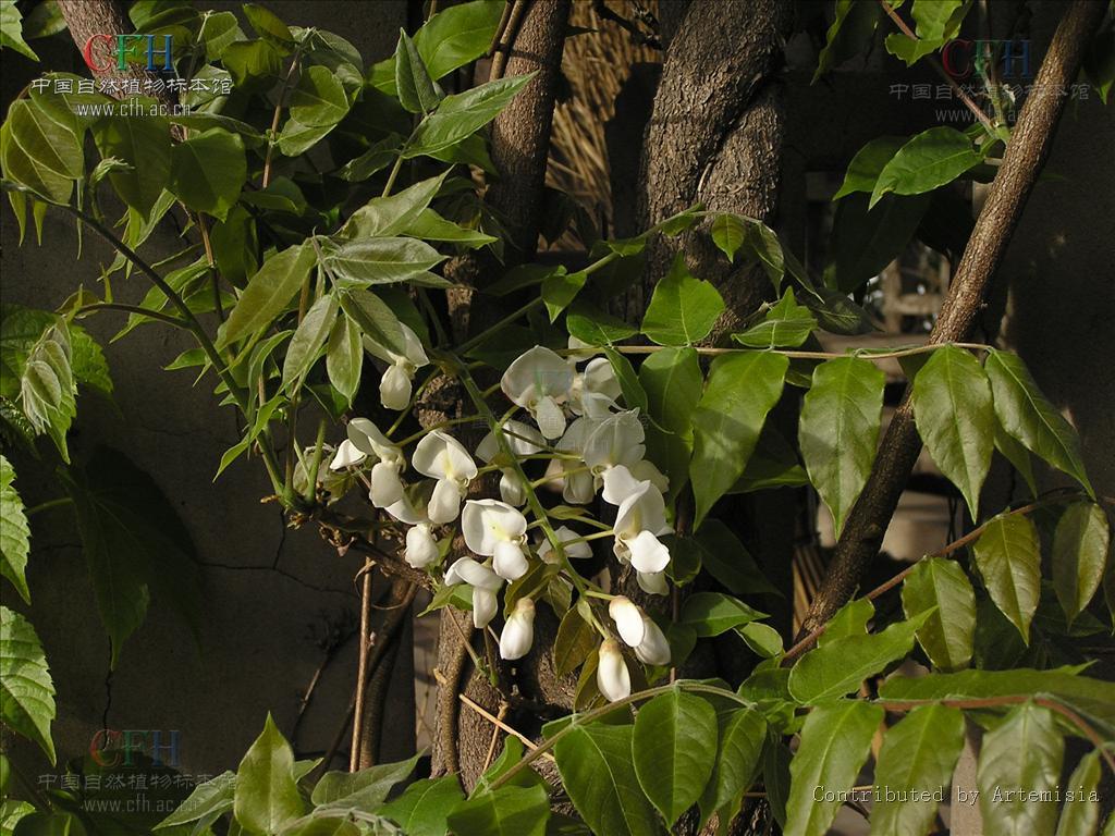 2 四季素馨花 查看详情 上一图册 下一图册 相关百科为木樨科植物亮叶