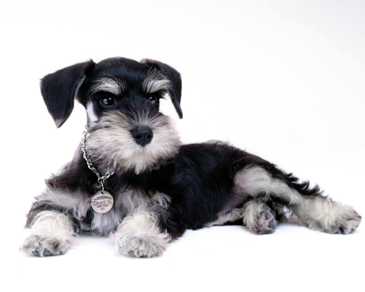 巨型黑雪纳瑞犬的小狗肖像高清摄影大图-千库网