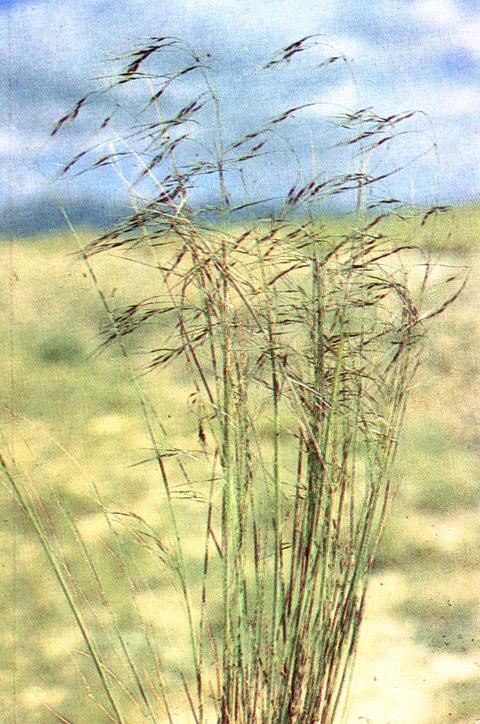 疏花针茅图册_360百科