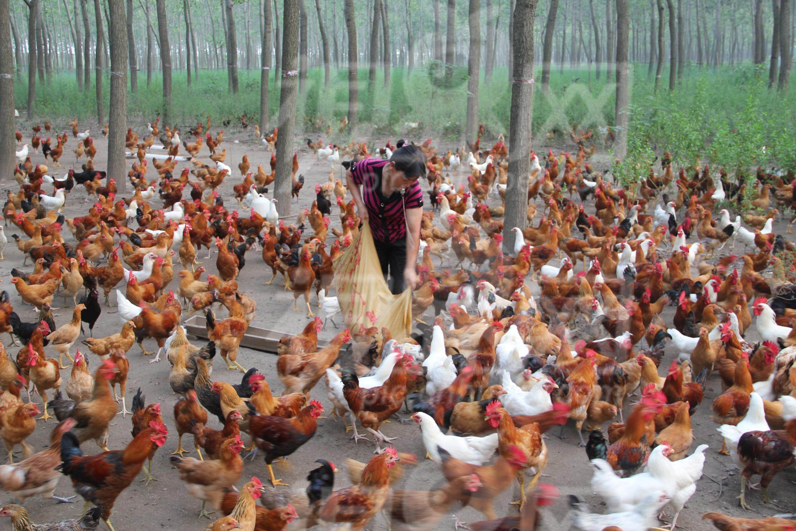 草地上觅食鸡高清摄影大图-千库网