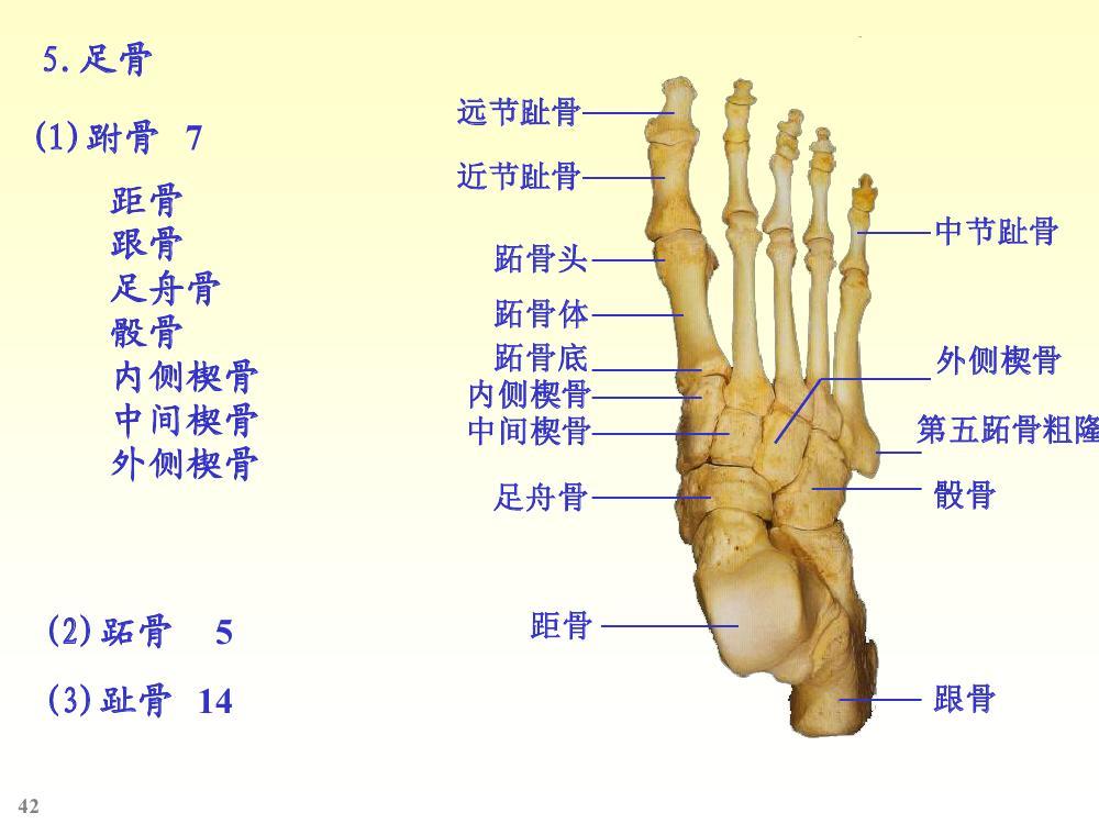 足的构造 足的构造大致分为三个部分,也就是前足部,中足部,后足部,要