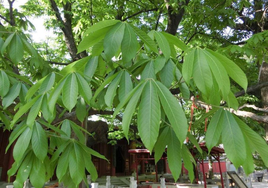 七叶树图册_360百科