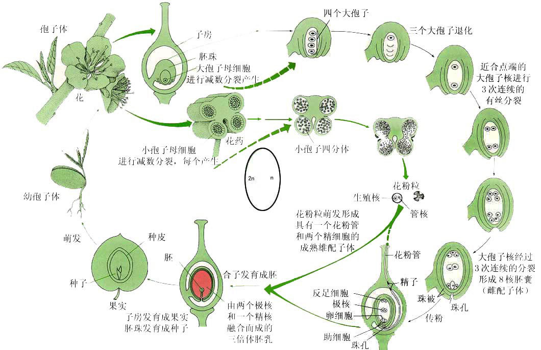 被子植物亚门_360百科