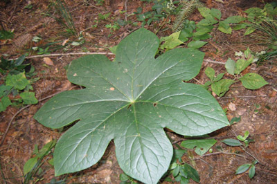 野生水八角草图片