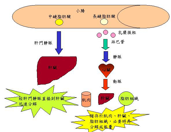 脂肪代谢图册_360百科