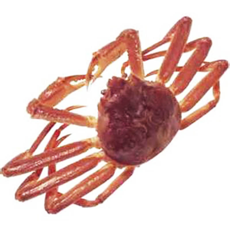 雪蟹图册_360百科