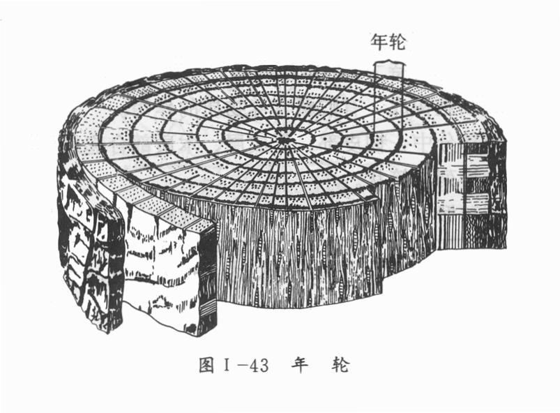 年轮