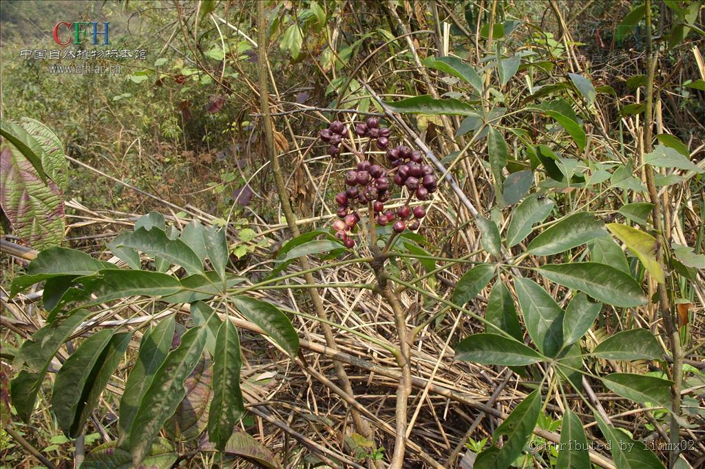 鹅掌柴属 360百科