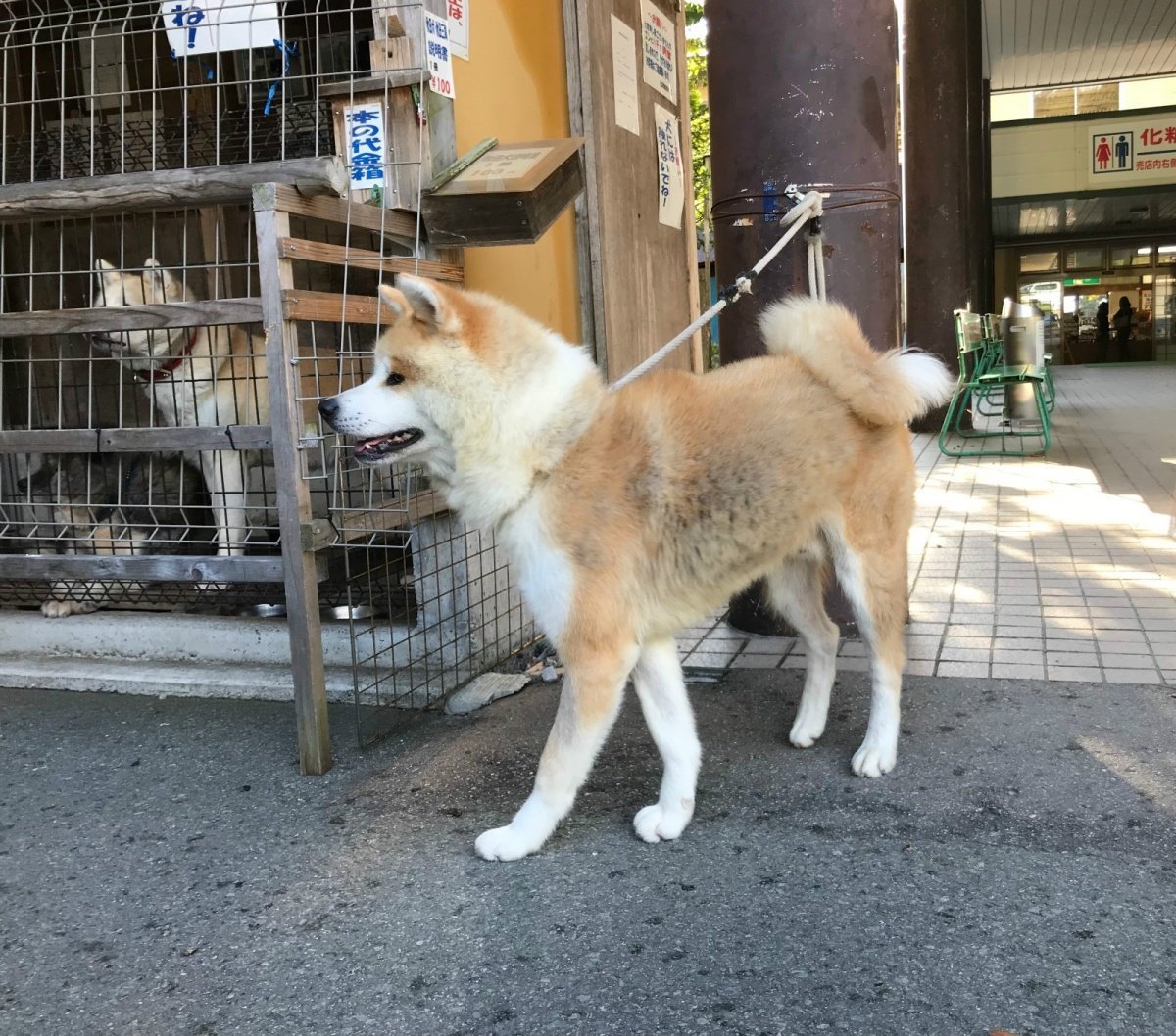 秋田犬 360百科