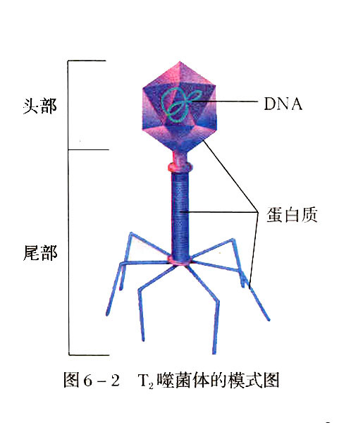 噬菌体结构图手绘图片