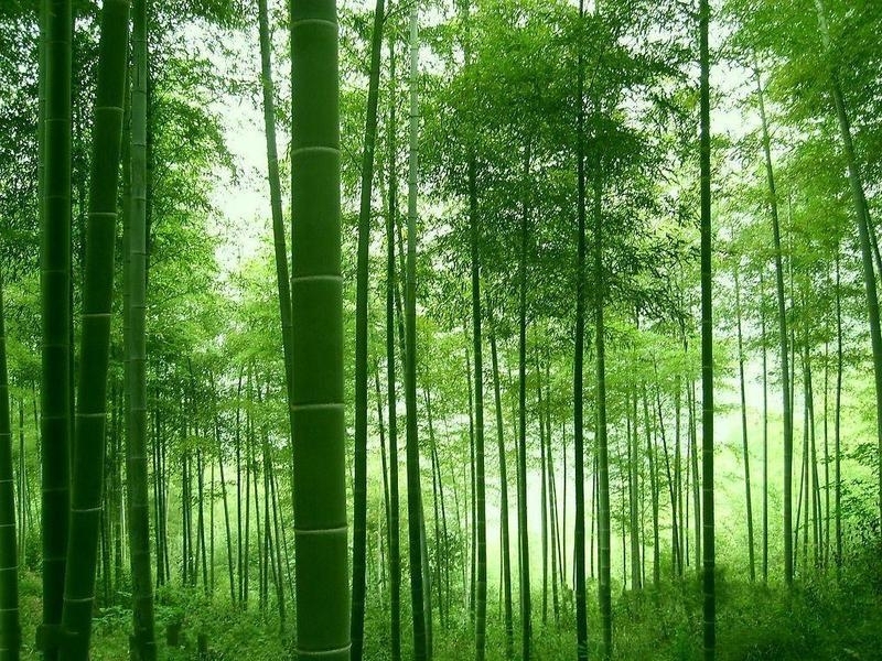 竹林图册_360百科