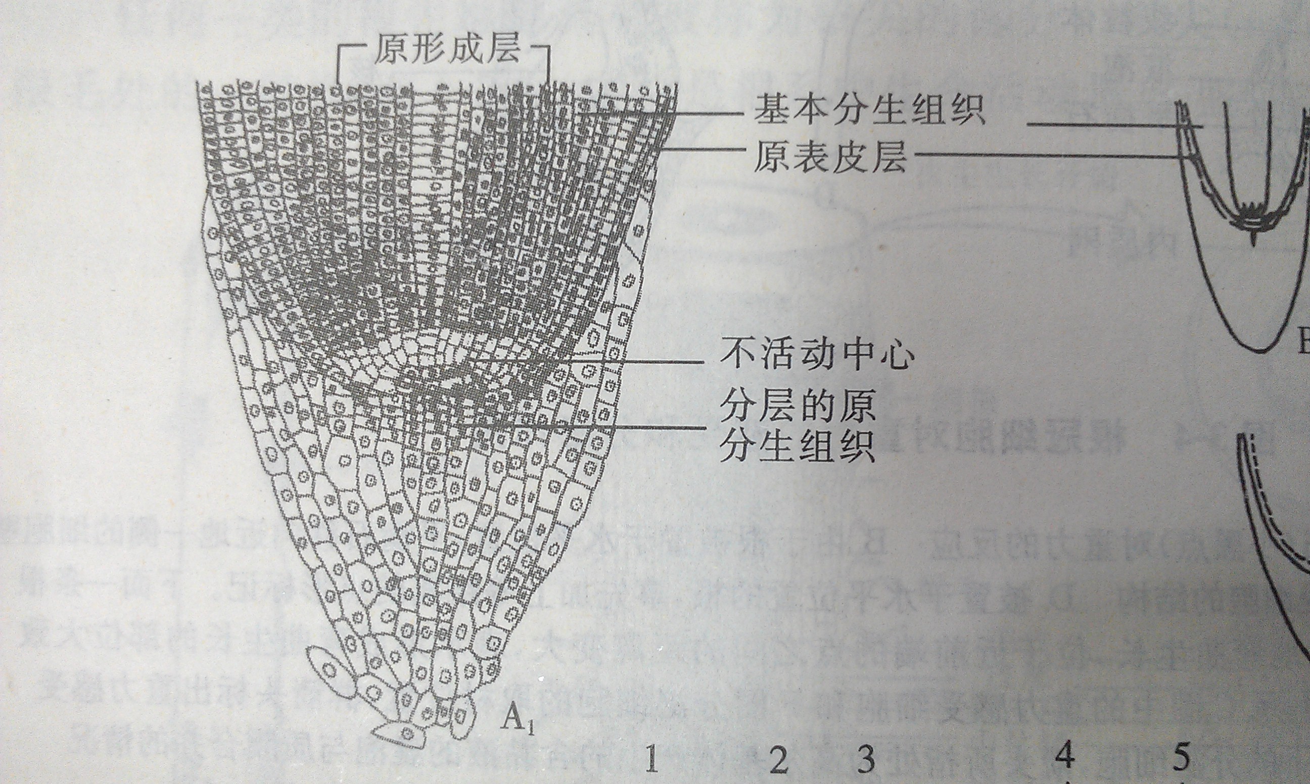原形成层_360百科