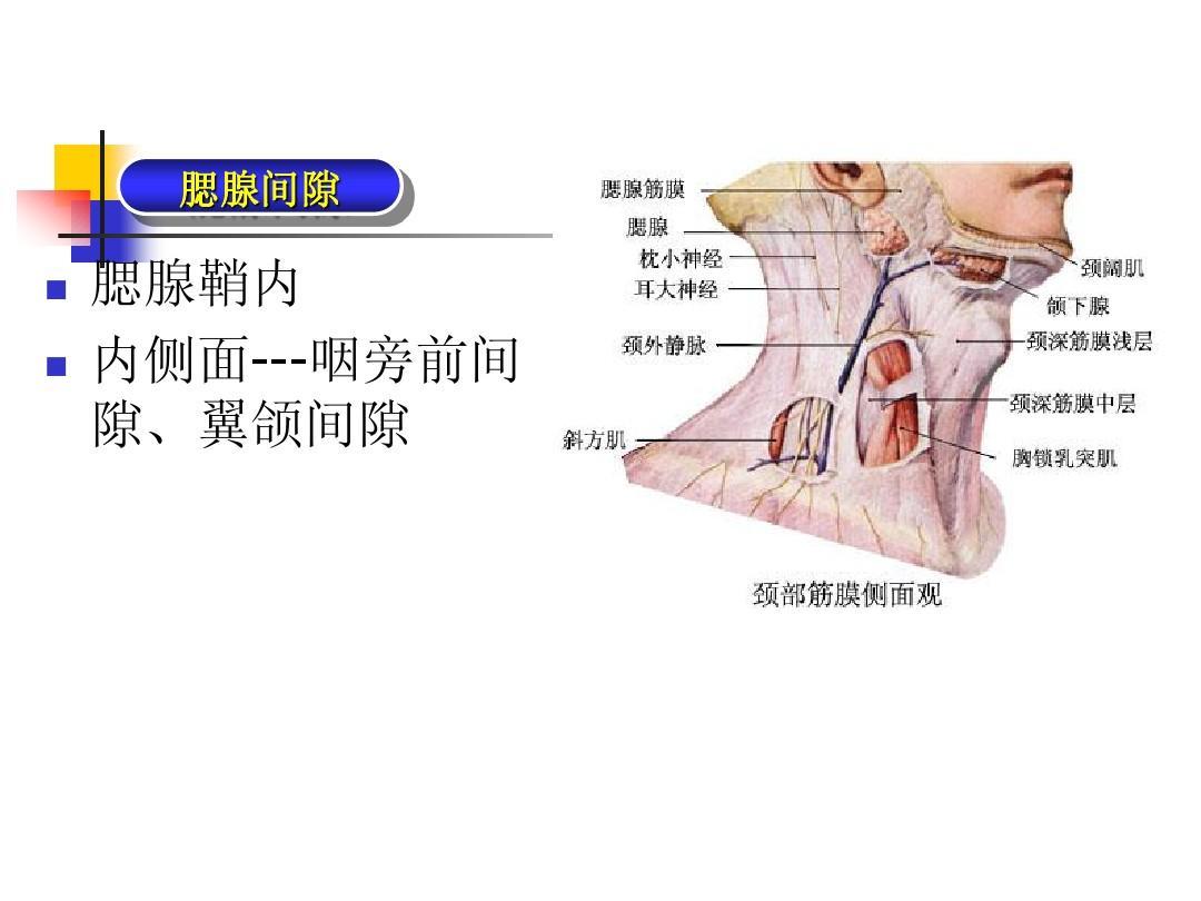 图5-2-31 舌下神经、舌咽神经、迷走神经、副神经-人体解剖学与组织生理病理学-医学