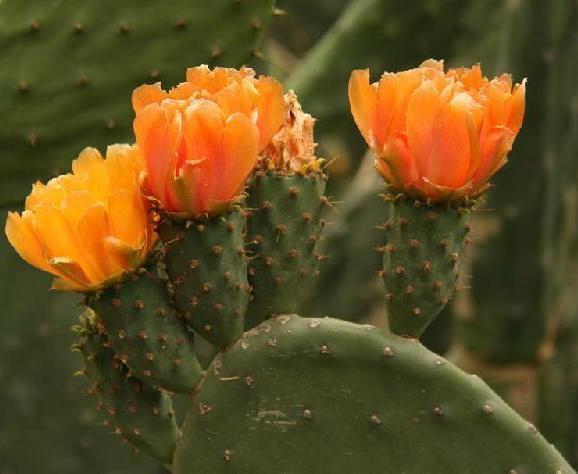 梨果仙人掌(中药材) - 求真百科