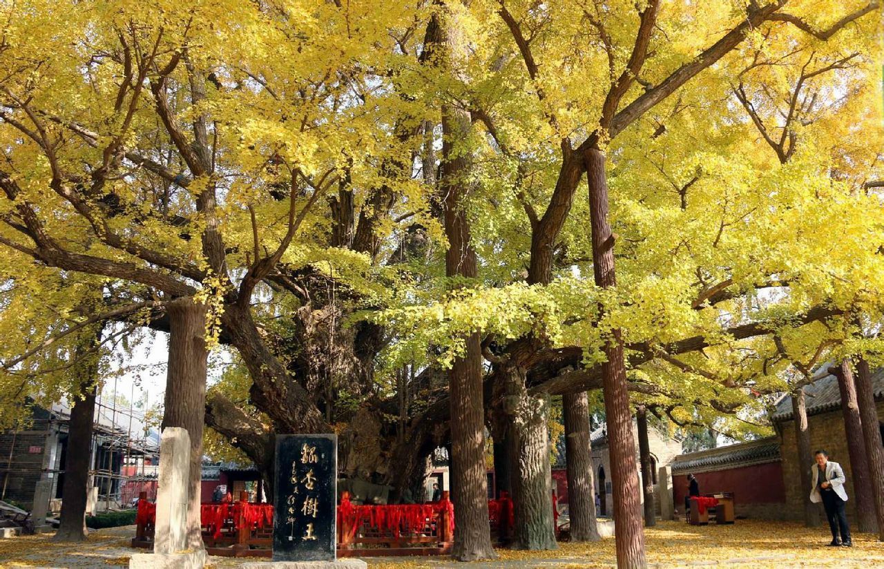 浮来山：天下银杏第一树，树龄将近4000年
