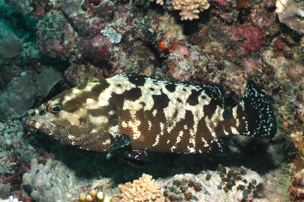 水中褐点石斑鱼