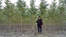 速生林_360百科