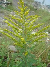 黄花母根 求真百科 黄花母根 求真百科