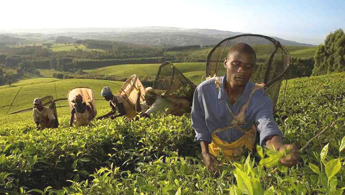 马拉维共和国农业