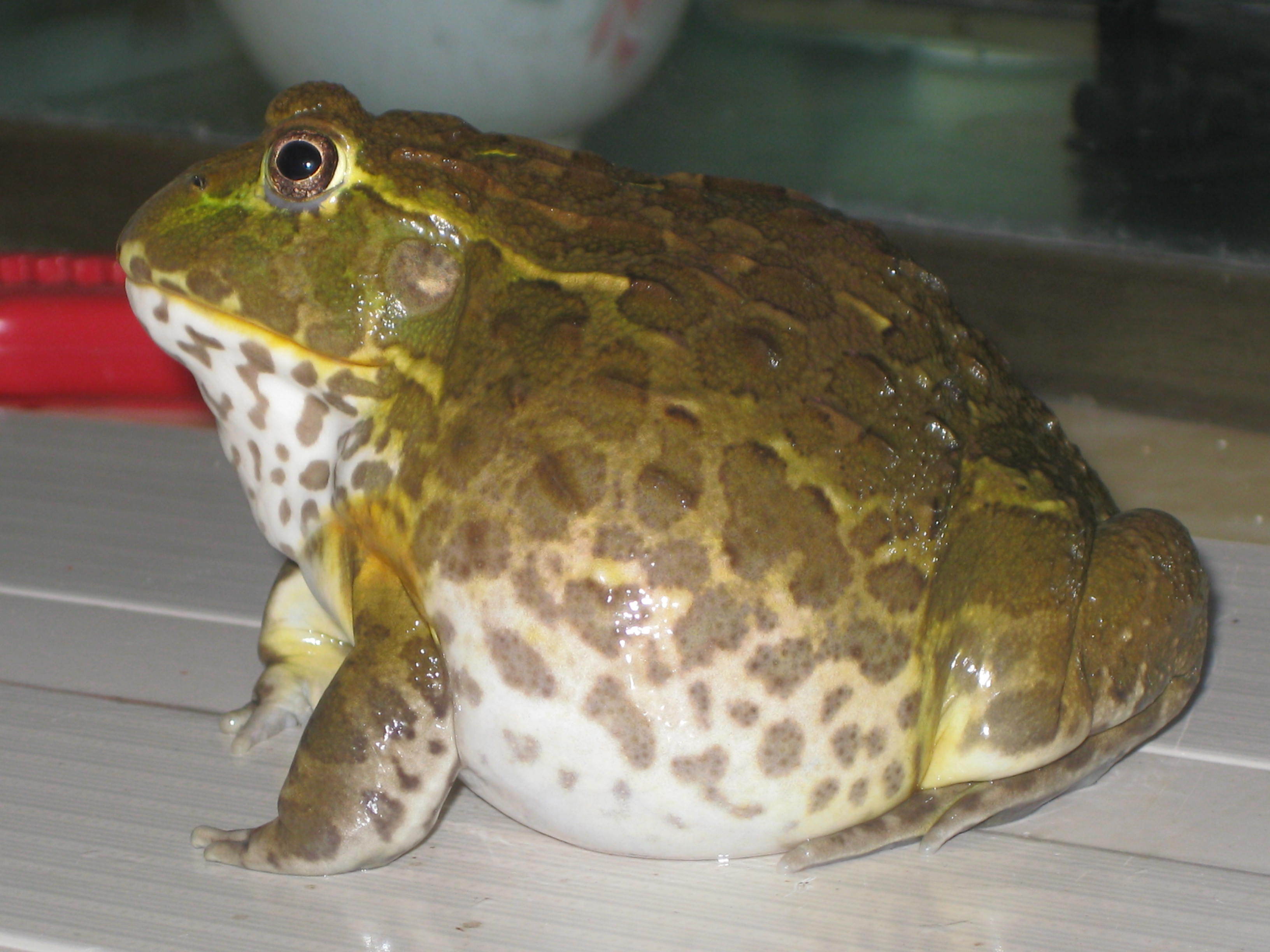 Biology: All About Amphibians: Level 1 activity for kids | PrimaryLeap ...