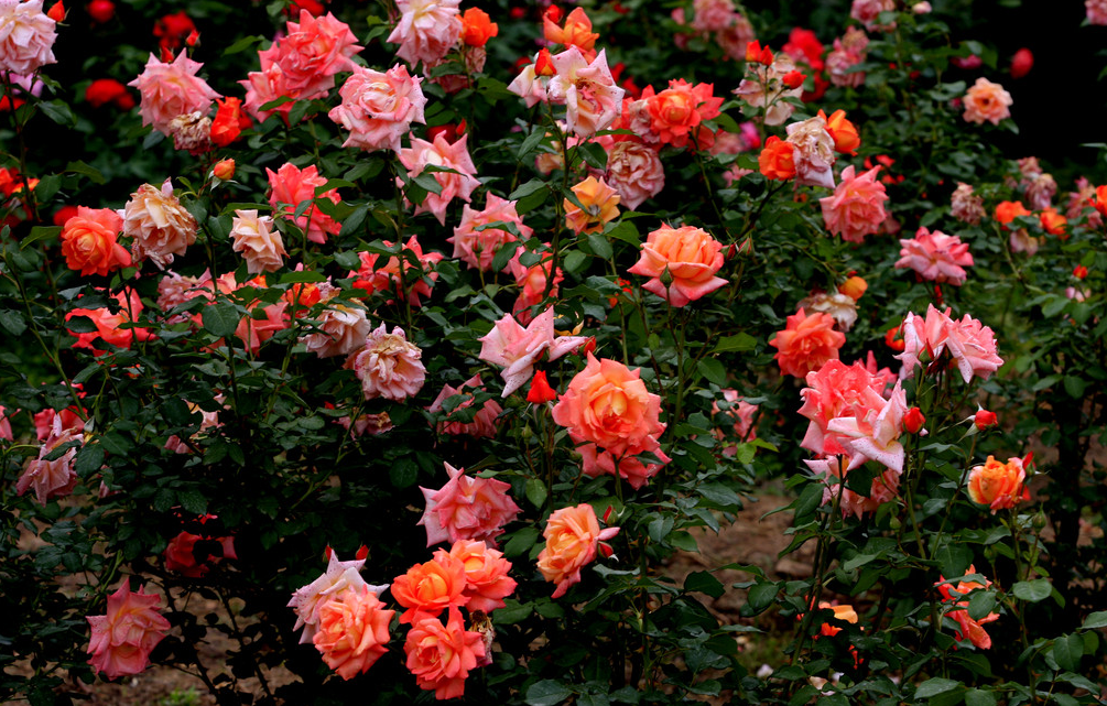 月季花 即 月季.