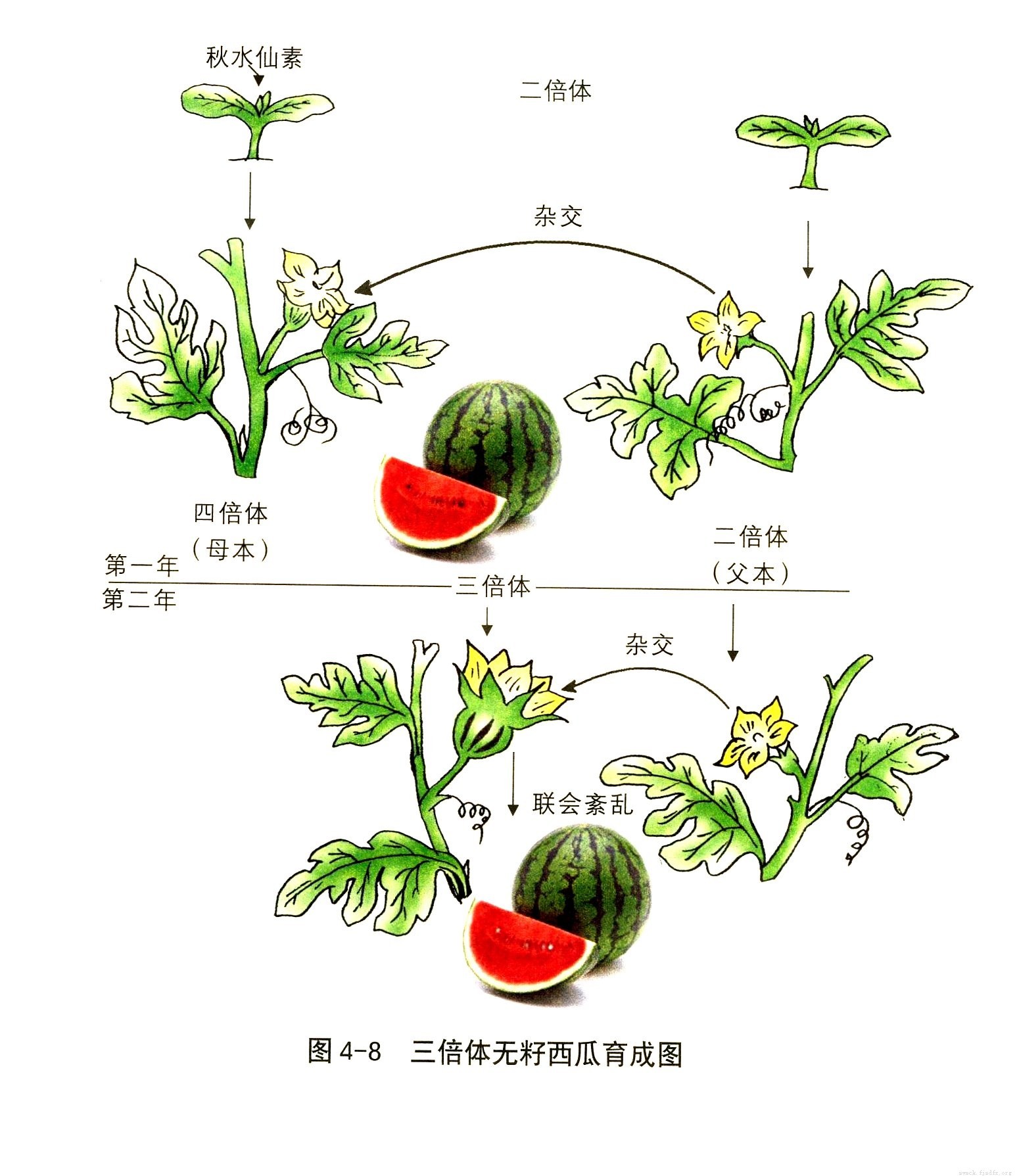 三倍体生物_360百科