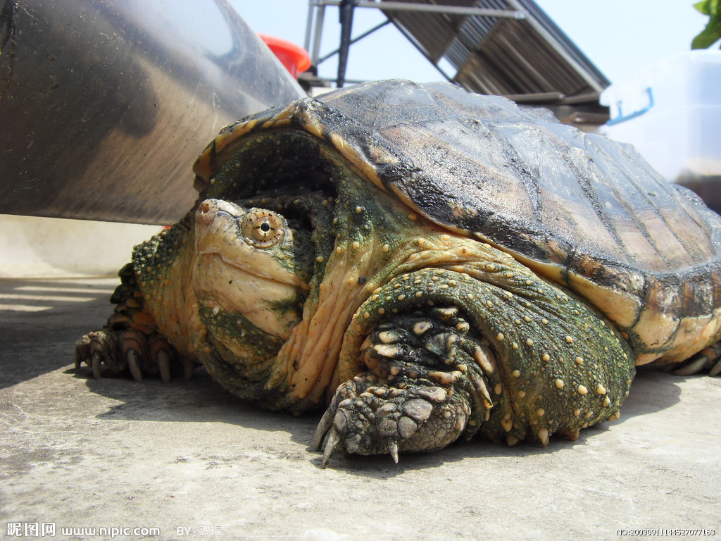 北美鳄龟成体图片-图库-五毛网