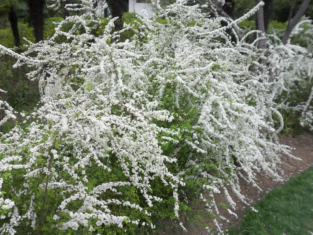 喷雪花 360百科