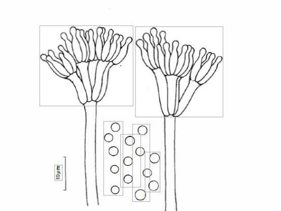 青霉菌怎么画图片
