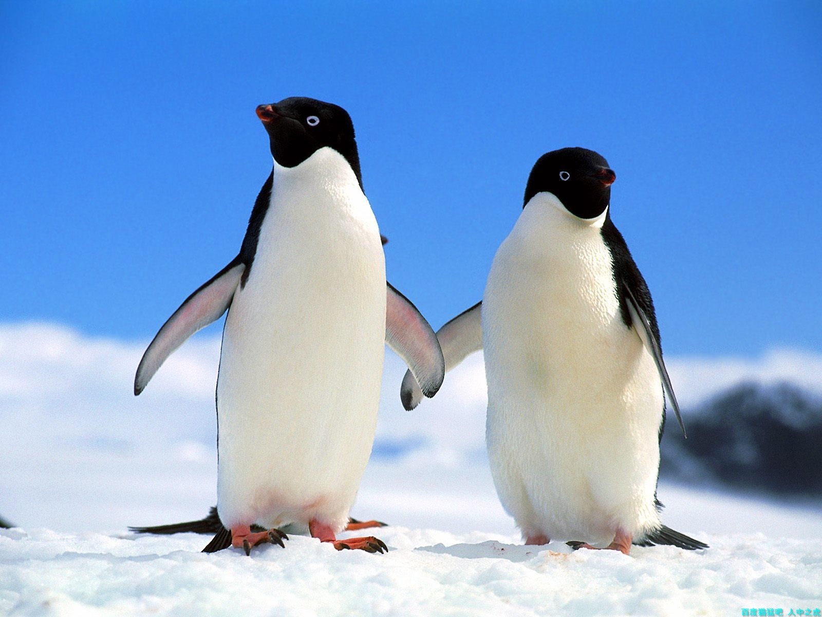 南京“企鹅家族”添新成员！4只巴布亚企鹅落户海底世界_新华报业网