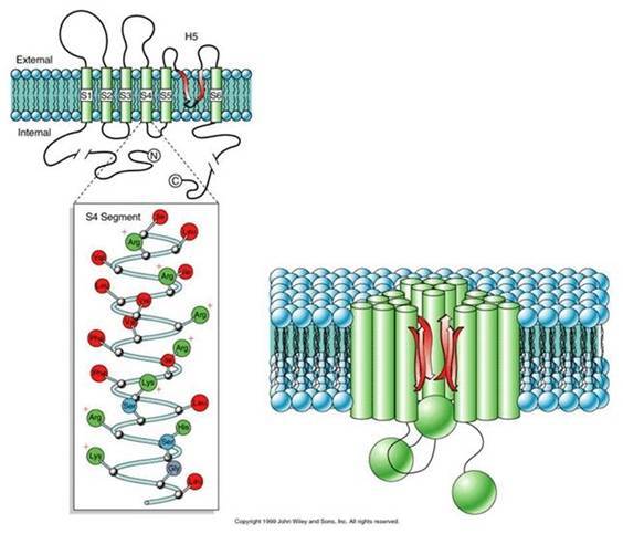 蛋白(channel protein)是横跨质膜的亲水性通道,允许适当大小的离子顺
