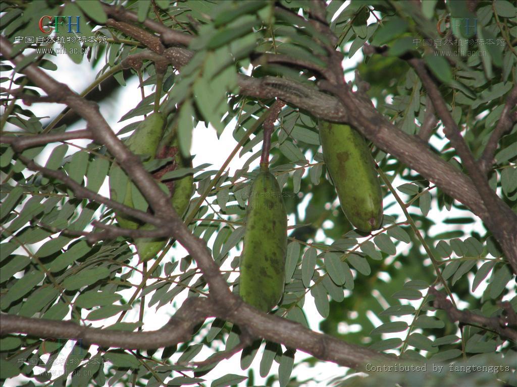皂荚虫的功效,皂荚的功效与作用,皂角的使用方法及副作用