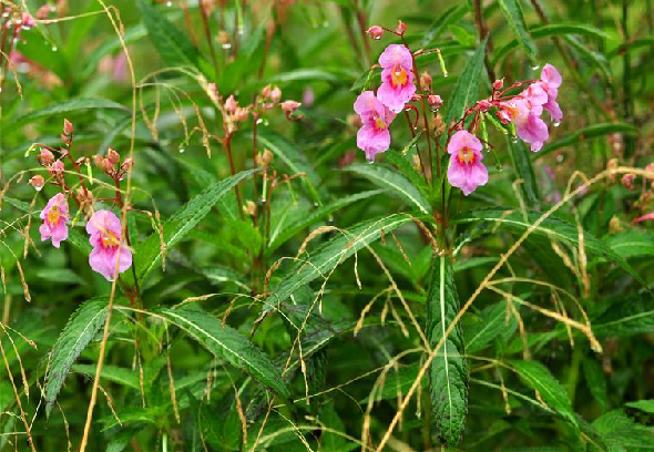 昆明水金凤 - 求真百科