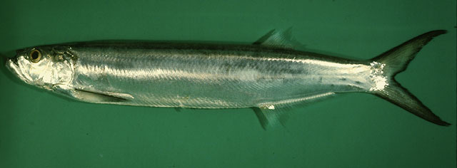 长颌宝刀鱼