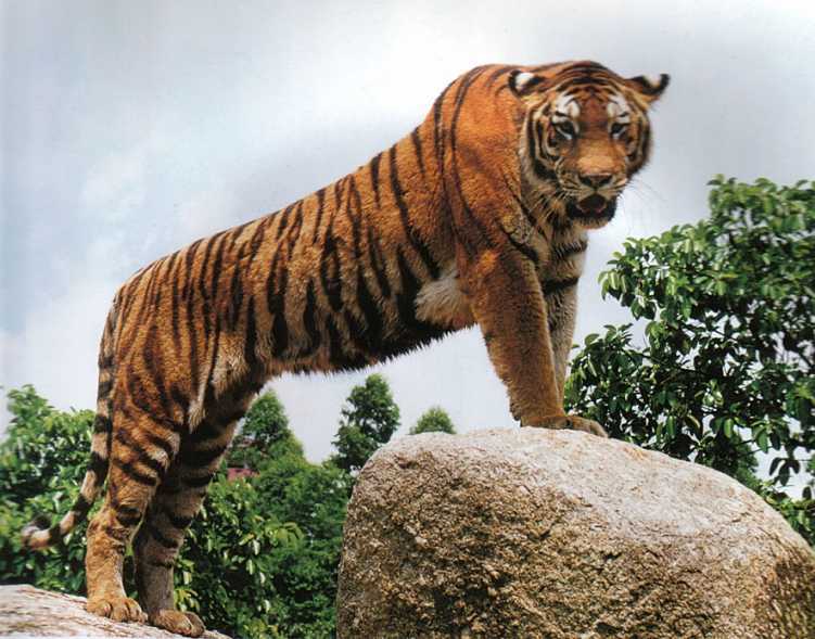 东北虎图册_360百科