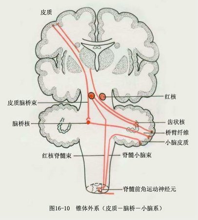 锥体外系图册360百科 