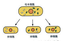 细胞质遗传_360百科