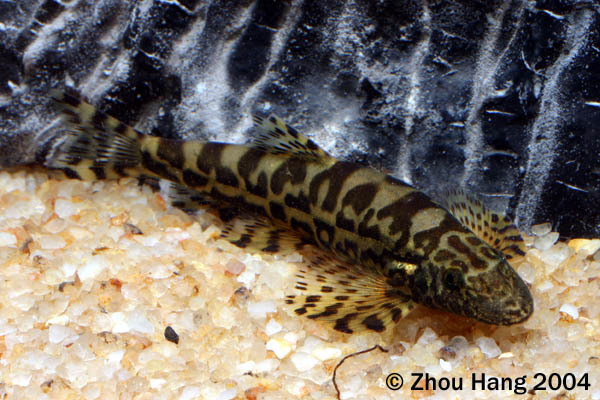 裸腹原缨口鳅动物