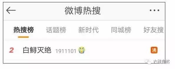 世界上最大的长江白鲟