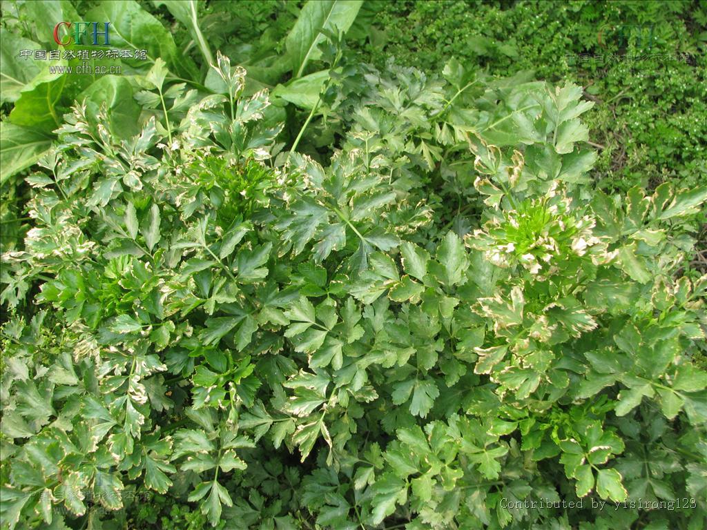 太白棱子芹-神农架植物-图片